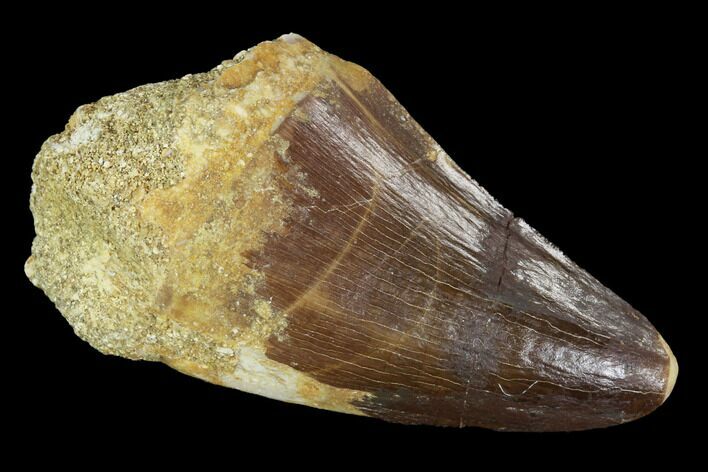 Mosasaur (Prognathodon) Tooth #96797